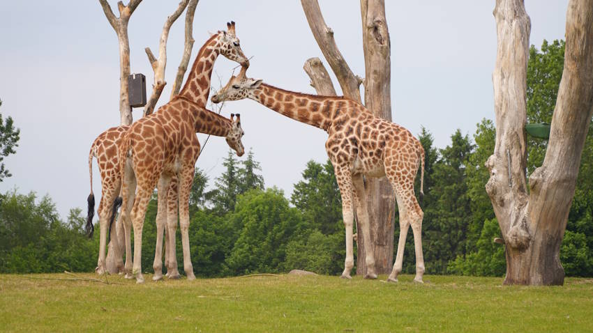 Givskud Safari Park